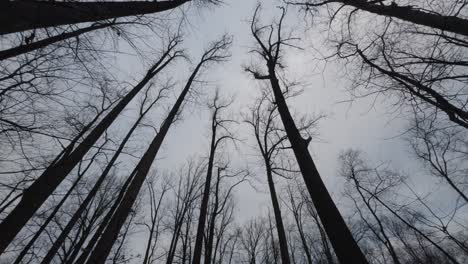 walking-under-a-beautiful-towering-tree-canopy-on-a-dreary-winter’s-day
