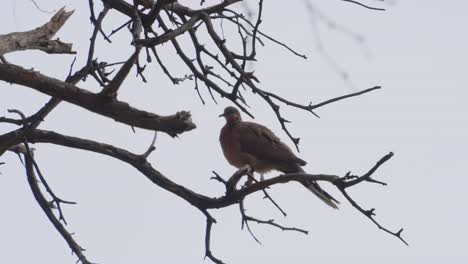 a-lone-Spotted-dove-is-perched-in-a-tree-as-he-ruffles-his-feathers-and-poops