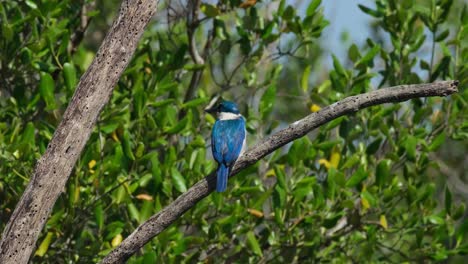 Seen-from-its-back-looking-away-towards-the-mangrove-forest,-Collared-Kingfisher-Todiramphus-chloris,-Thailand