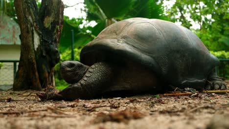 Statische-Aufnahme-Einer-Alten,-Hundertjährigen-Tropischen-Schildkröte,-Die-Sich-Ausruht