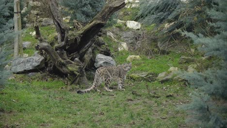 Snow-leopard-in-forest-environment,-looking-around-wide-shot