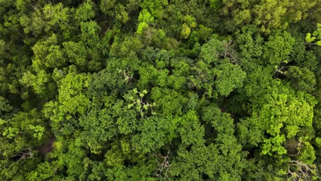 Oben-Blick-Auf-Die-Baumwipfel-Des-Amazonas-Tropenwaldes