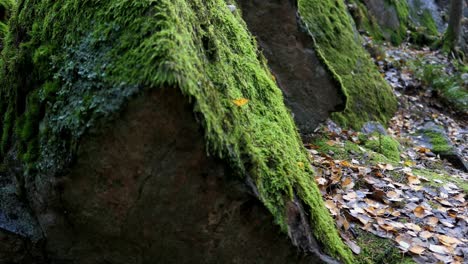 Green-moss-growing-on-rock-in-the-woods,-ecosystem-and-forest-protection