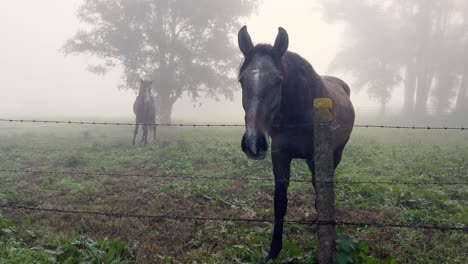 Curious-horses-in-a-foggy-pasture-carefully-watching-something-from-behind-a-wiry-fence