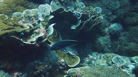 Blauer-Groper-Schwimmt-Unter-Wasser-über-Bunte-Korallen