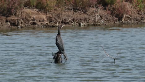 Seen-from-its-back-as-it-is-looking-to-the-right-following-other-birds-flying-around,-Little-Cormorant-Microcarbo-niger,-Thailand