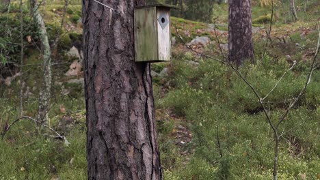 Wooden-rustic-birdhouse-on-a-tree-in-forest,-shelter-for-birds