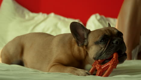 French-Bulldog-chewing-toy-on-bed