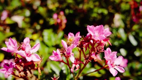 Abeja-Chupando-Néctar-Sobre-Flores-En-Flor