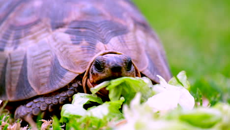 Nahaufnahme-Einer-Hungrigen-Winkelschildkröte-Chersina-Angulata,-Die-Salat-Isst