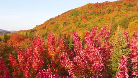 Autumn-coloured-woodland-foliage-slow-panning-aerial