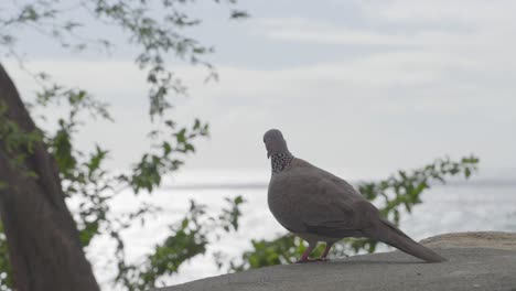 a-Spotted-dove-gazes-out-to-the-ocean-in-Oahu-Hawaii-near-Diamond-Head