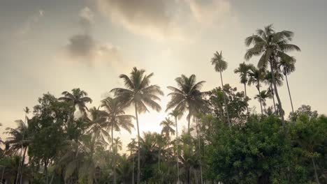 pov-shot-Coconut-trees-are-looking-very-beautiful-in-the-sun-time-and-the-boat-full-of-tuorist-is-going
