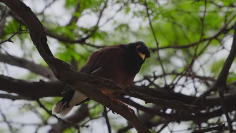 a-myna-bird-or-mynah-bird-looks-inquisitively-at-the-camera-before-flying-away