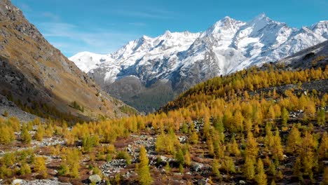 Aerial-flyover-over-a-forest-with-yellow-larches-in-the-Valais-region-of-Swiss-Alp-at-the-peak-of-golden-autumn-with-a-view-of-Nadelhorn,-Dom-and-Taschhorn-mountain-peaks-in-the-background