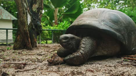Static-shot-old-Centenarian-tropical-turtle-resting