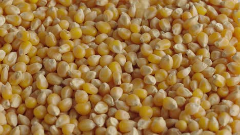 Close-up-of-raw-corn-kernels-falling-and-piling-up