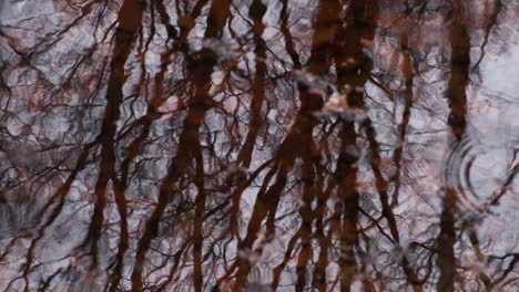 Winter-wind-sends-ripples-across-the-surface-of-a-rainwater-puddle-in-a-woodland-reflecting-the-leafless-trees,-Worcestershire,-England