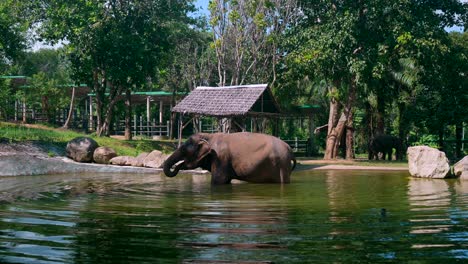 Footage-of-an-Asian-elephant-in-the-water-taking-a-bath-and-drinking-the-water