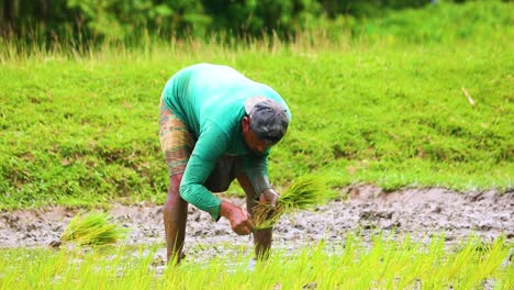Hombre-Granjero-Plantando-Plántulas-De-Arroz-En-Un-Campo-De-Arroz-En-La-Zona-Rural-De-Bangladesh