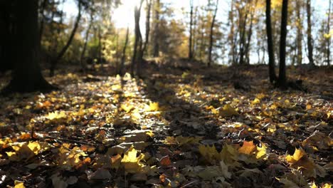Bright-yellow-fallen-leaves-on-ground-in-autumn-forest-sunny-day,-backlight