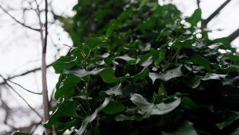 Grüne-Blätter-Bewegen-Sich-Im-Wind,-Zeitlupe-In-4k
