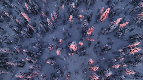 Aerial-descending-tilt-shot-in-front-of-pastel-colored,-snowy-hattiwatti-forest