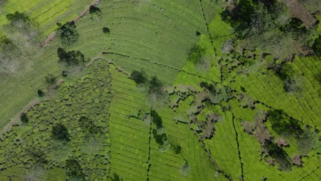 Overhead-drone-shot-of-large-tea-plantation-on-progress-to-harvest