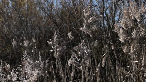 Common-reed,-tall-dry-grass-with-fluffy-feathery-stems-growing-in-field