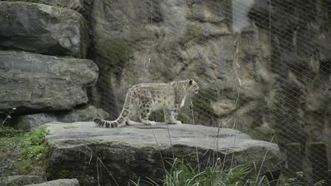 Leopardo-De-Las-Nieves-Parado-Sobre-Una-Roca-En-El-Parque-Zoológico