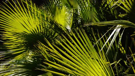 Palmenblätter-Im-Sonnenlicht