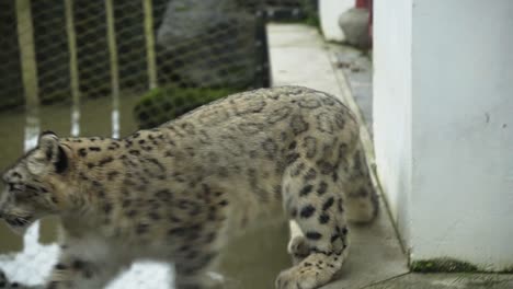 Snow-leopard-jumping-across-pond-in-animal-park-close-up