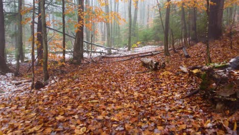 Frischer-Schneefall-Auf-Herbstlich-Gefärbtem-Waldboden