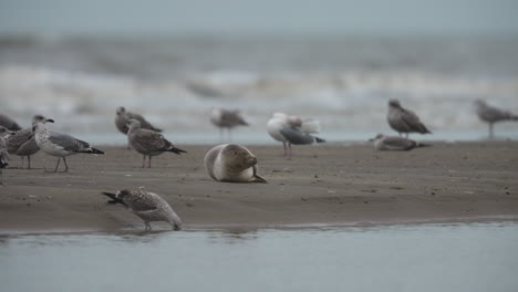 Medium-shot-of-a-harbor-seal-laying-on-a-sandy-beach-among-a-flock-of-seagulls,-slow-motion