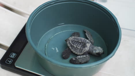 Biologe-Misst-Babyschildkröten-Auf-Einer-Waage,-Bevor-Er-Sie-Ins-Meerwasser-Einliest