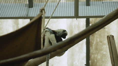 Baby-Lemur-inside-a-zoo
