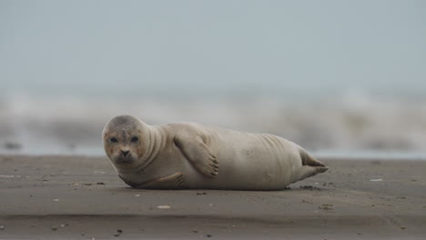 Close-up-of-a-chubby-harbor-seal-laying-on-a-sandy-beach-sideways-with-waves-and-birds-in-the-background