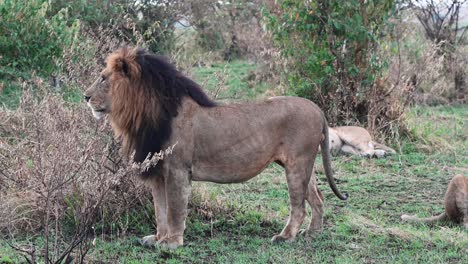 Männlicher-Löwe-Auf-Der-Jagd-Nach-Nahrung-Im-Masai-Mara-Nationalreservat-In-Kenia