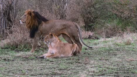 Ein-Löwenpaar-Im-Masai-Mara-Nationalreservat-In-Kenia