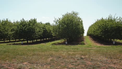 Pan-across-the-almond-orchard