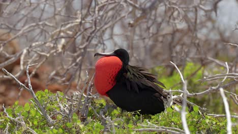 Ein-Männlicher-Großer-Fregattvogel-Zeigt-Seinen-Aufgeblasenen-Roten-Kehlsack,-Während-Er-In-Einem-Baum-Auf-Der-Insel-North-Seymour-In-Der-Nähe-Von-Santa-Cruz-Auf-Den-Galápagos-Inseln-Sitzt