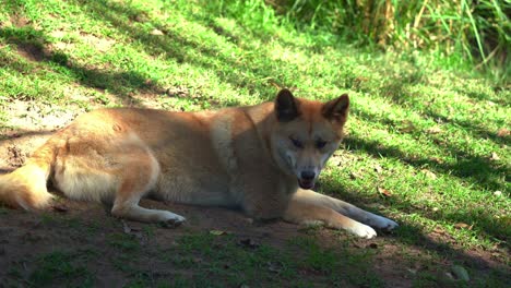 Close-up-shot-of-Australian-native-wildlife-species,-Australia's-wild-dog,-dingo,-canis-familiaris-spotted-lying-and-resting-on-the-grassland-under-the-shaded-area,-yawning-and-relaxing-at-daytime