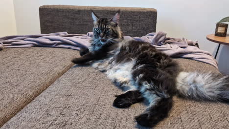 Large-Maine-Coon-cat-grooming-itself-on-a-sofa-bed