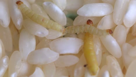 Granos-De-Arroz-Infestados-Por-Larvas-De-Polilla-De-La-Harina-India.