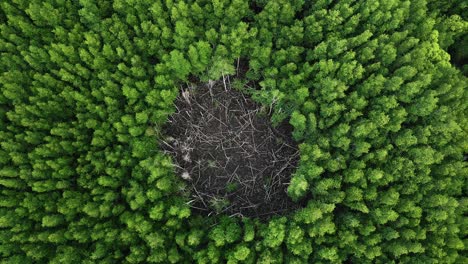 Bird-eyeview-of-wierd-circle-of-dead-mangrove-forest-in-Krabi,-southern-Thailand