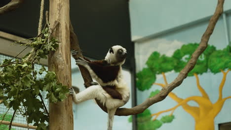 Niedlicher-Baby-Lemur,-Der-Auf-Einem-Ast-In-Einem-Zoo-Sitzt