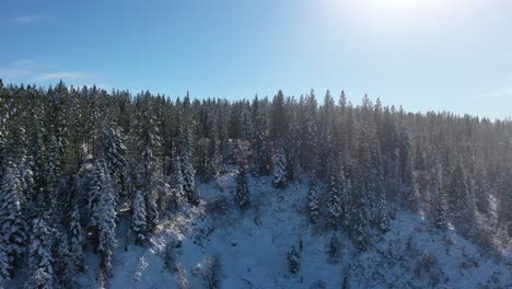Schneebedeckte-Bäume-Im-Grünen-Wald