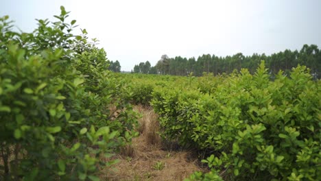 Agroforstwirtschaft-–-Obstbaum-–-Umwelttechnologie,-Klimawandel,-Grüne-Station,-Nachhaltiger-Grüner-Wald,-Yerba-Mate-Biodiversität