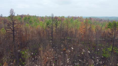 Aerial-view-of-charred-trees-in-wilderness-from-wildfires-in-Toronto,Canada