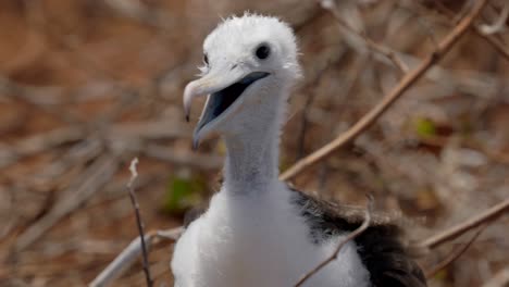 Eine-Nahaufnahme-Eines-Jungen-Prächtigen-Fregattvogels,-Der-Mit-Flaumfedern-Bedeckt-Ist-Und-Versucht,-In-Der-Heißen-Sonne-Auf-Der-Insel-North-Seymour-In-Der-Nähe-Von-Santa-Cruz-Auf-Den-Galápagos-Inseln-Kühl-Zu-Bleiben